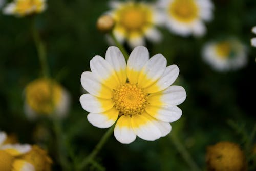 Chụp ảnh Lấy Nét Nông Của Daisy Flower