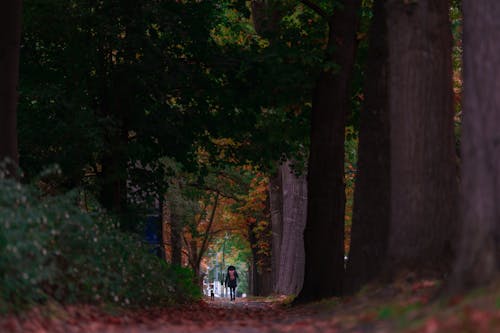 Person Walking on Pathway Between Green Trees