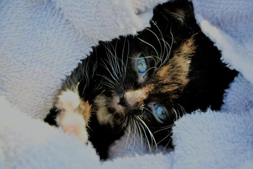 Free stock photo of kitten kitty cat Stock Photo