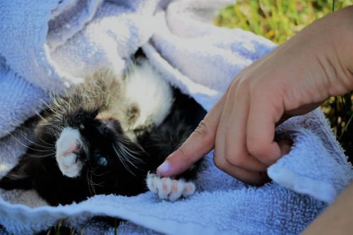 Free stock photo of kitten cat Stock Photo