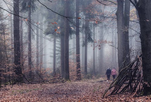 Two Persons Walking in the Forest