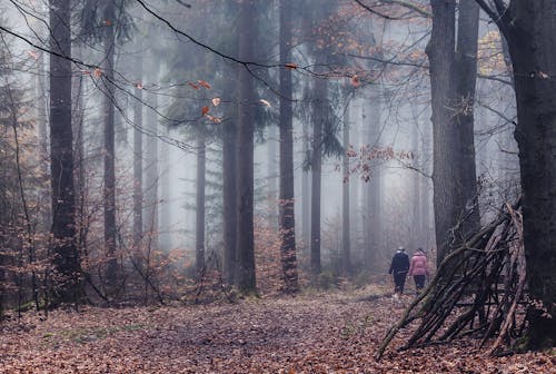 Darmowe zdjęcie z galerii z chodzenie, drzewa, gałązki