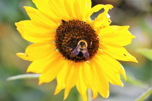 Free stock photo of bee sunflowers nature Stock Photo