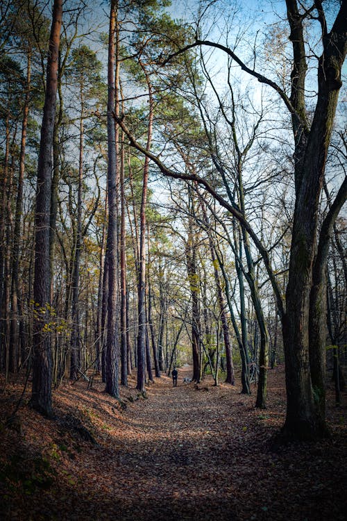 Darmowe zdjęcie z galerii z las, natura, pionowy strzał