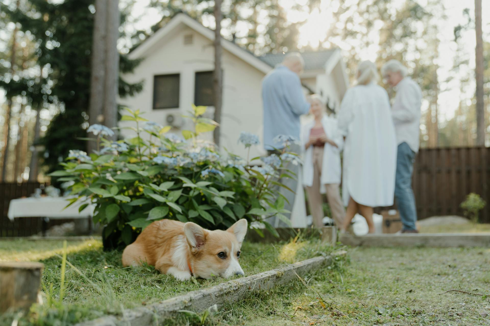 En corgi på gräset