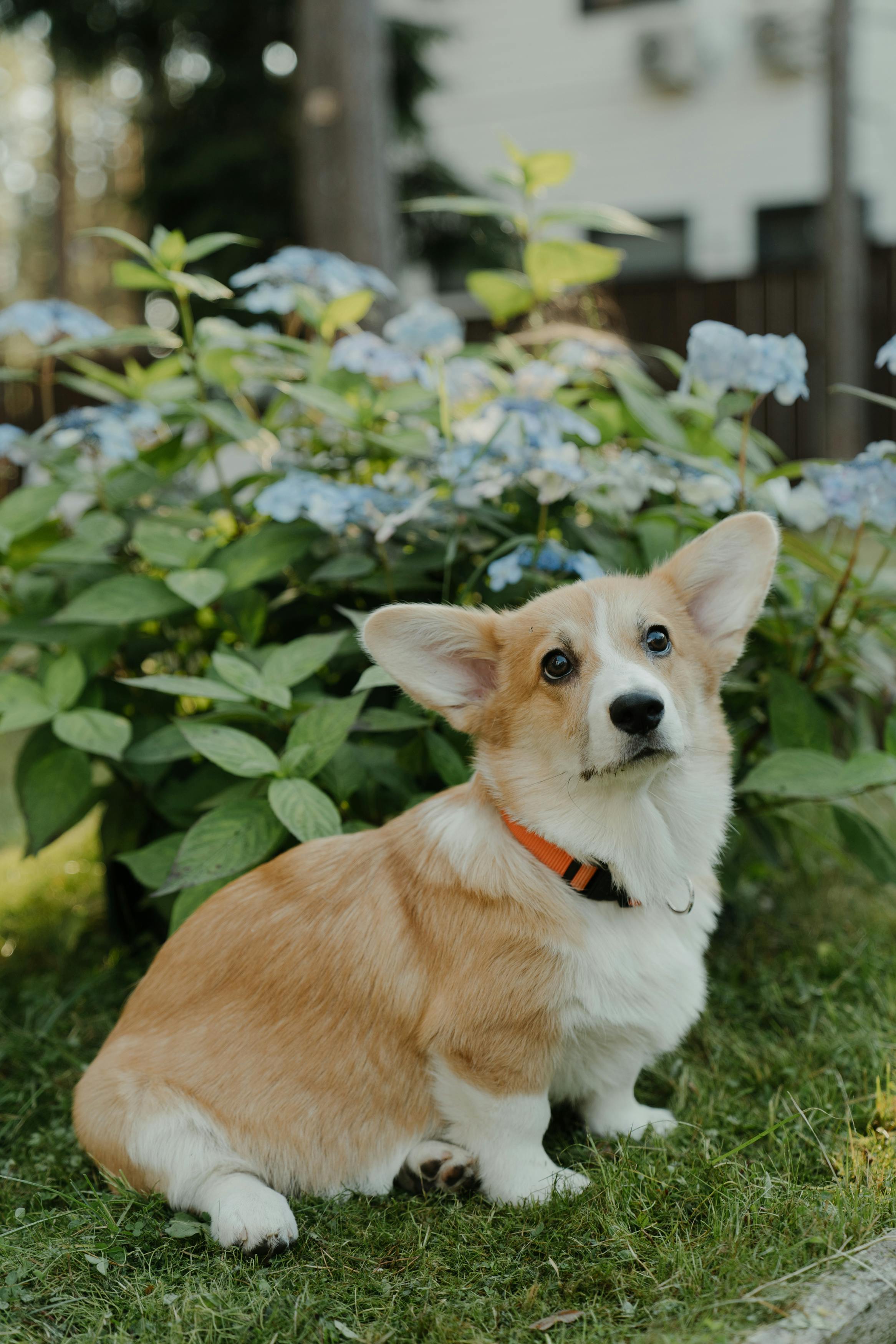 a corgi sitting on a grass