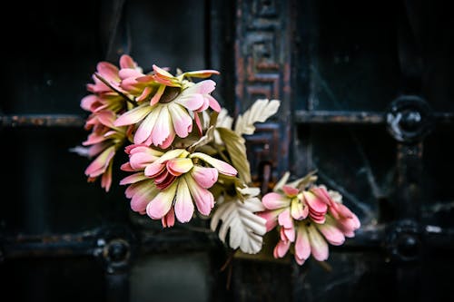 Roze Bloemen