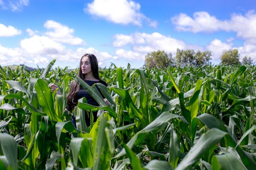 Woman Walking on Corn Field
