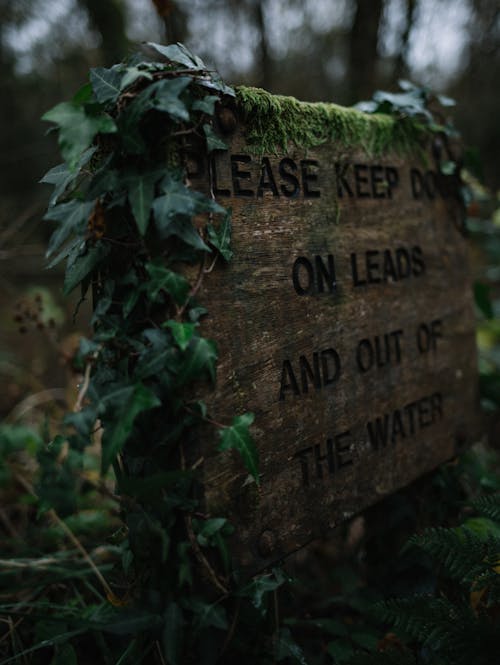 Free Overgrown Wooden Warning Sign in Forest Stock Photo