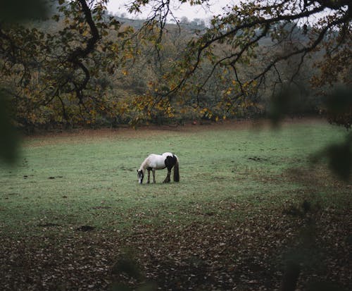 動物, 吃草, 牧場 的 免費圖庫相片