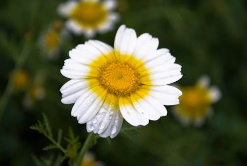 Gratis arkivbilde med blomst, blomsterblad, blomstret