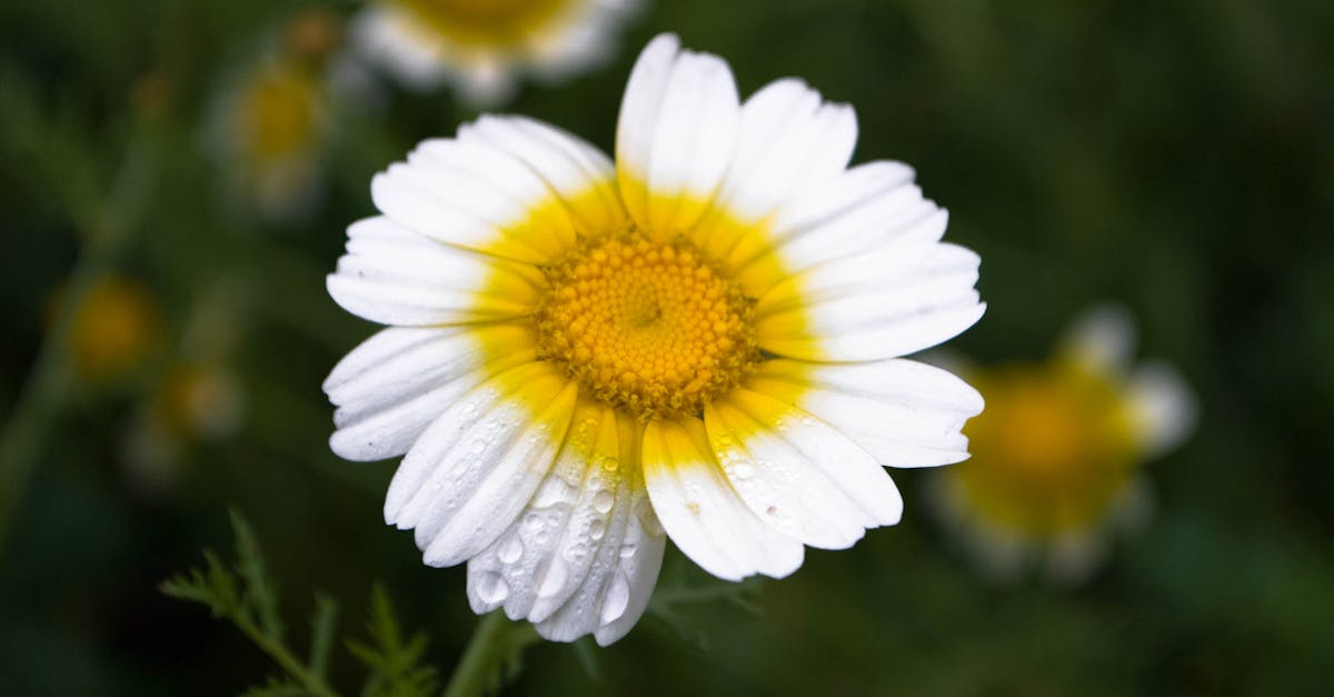 Free stock photo of bloom, blossoms, daisy