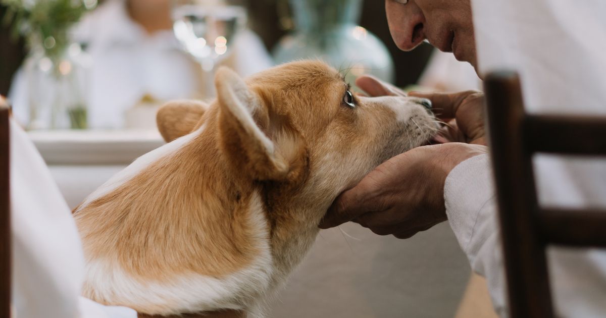 愛犬と一緒に対策