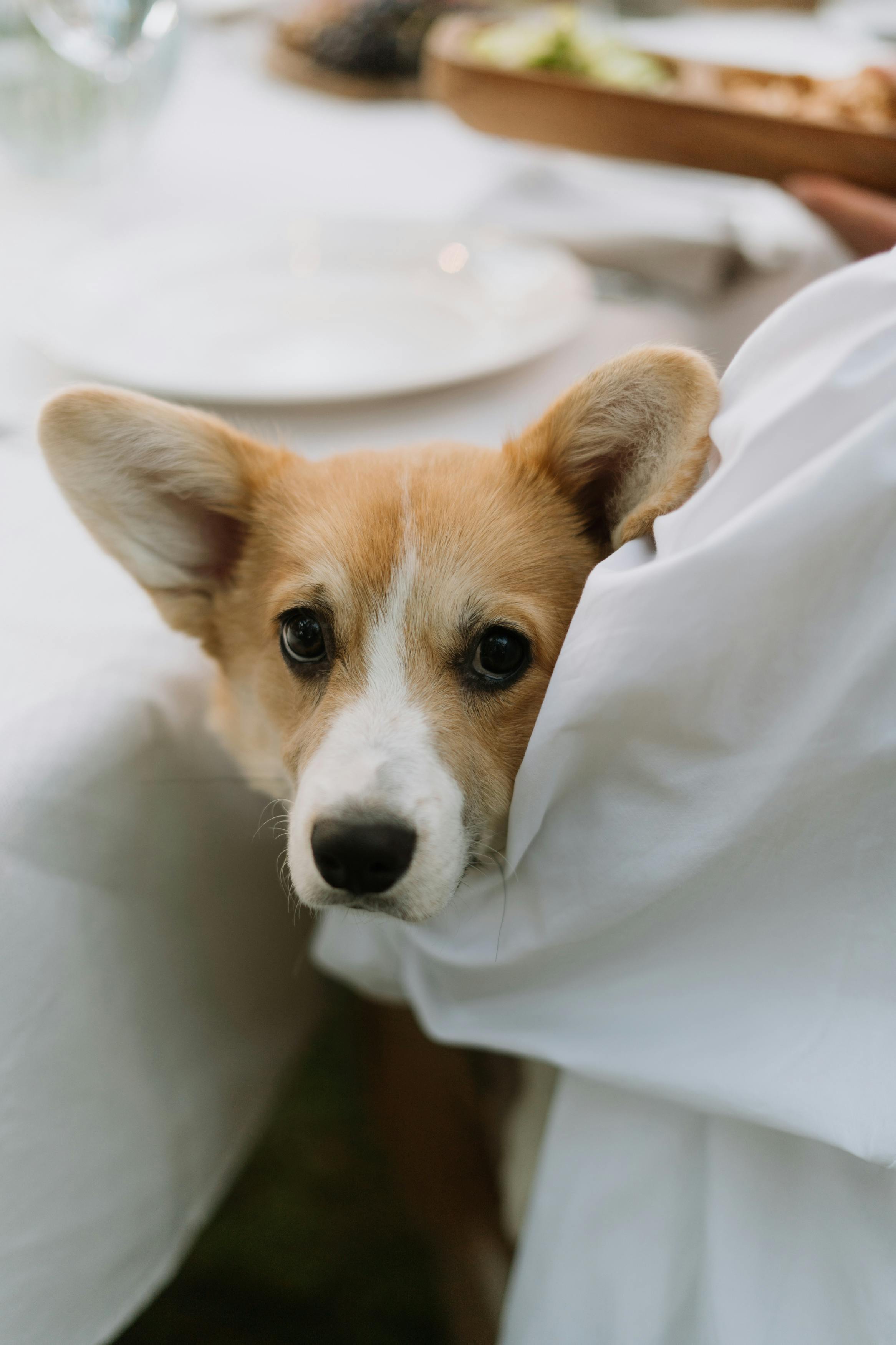 brown and white dog on white textile