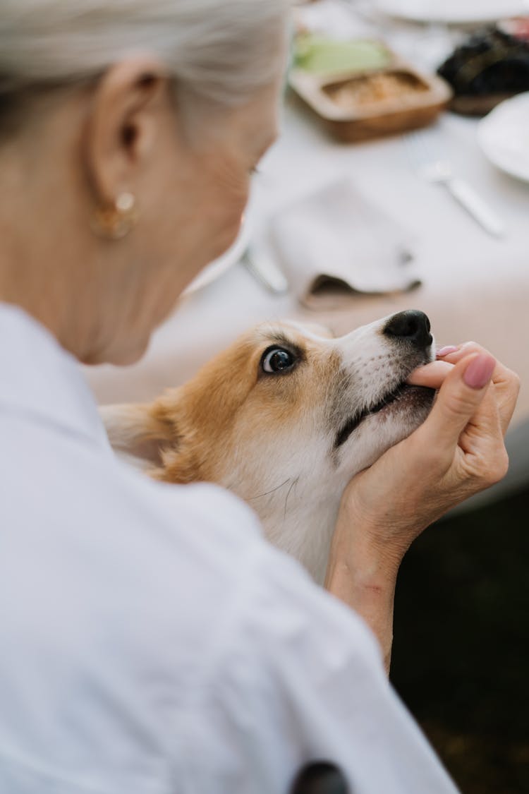 Close-Up Photo Of A Corgi Biting Its Owner's Finger