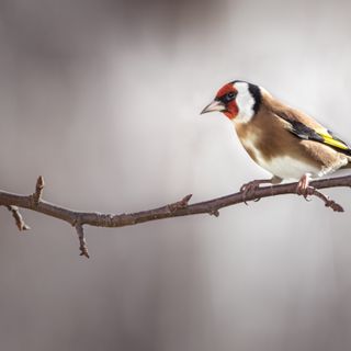 Foto: Simon Rizzi (Pexels) Putter op een tak