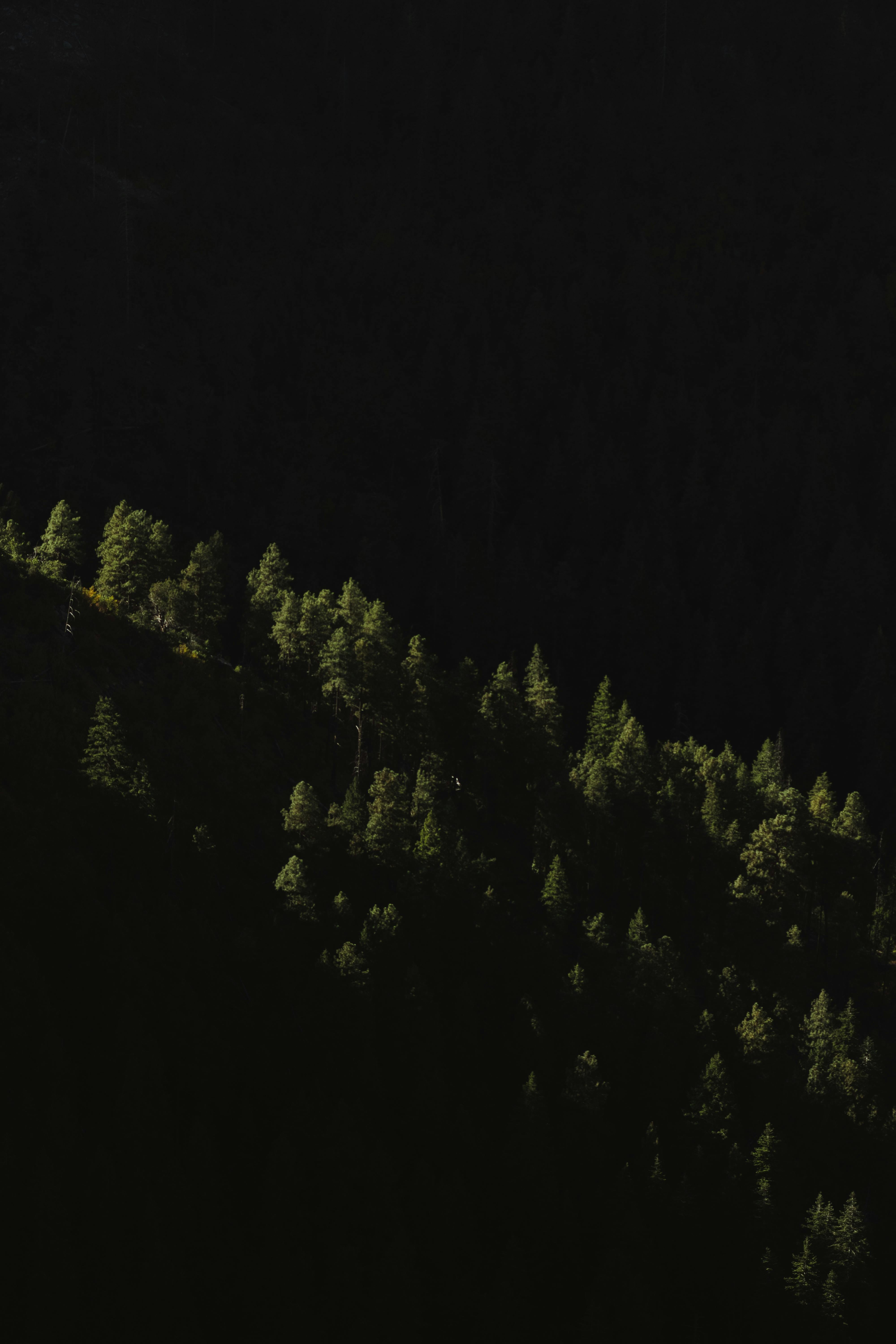 Trees during Night Time · Free Stock Photo