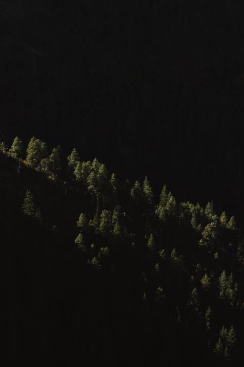 Free Dark and serene forest in Pine, Arizona, illuminated under the night sky. Stock Photo