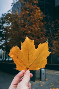 Close-up of a hand holding a maple leaf with a city backdrop in autumn.