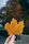 maple leaf