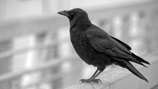 Black Bird on White Wooden Fence