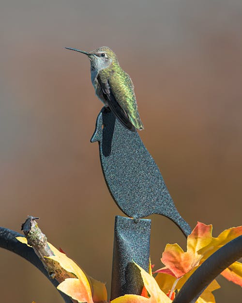 Kostenloses Stock Foto zu gehockt, kolibri, nahansicht