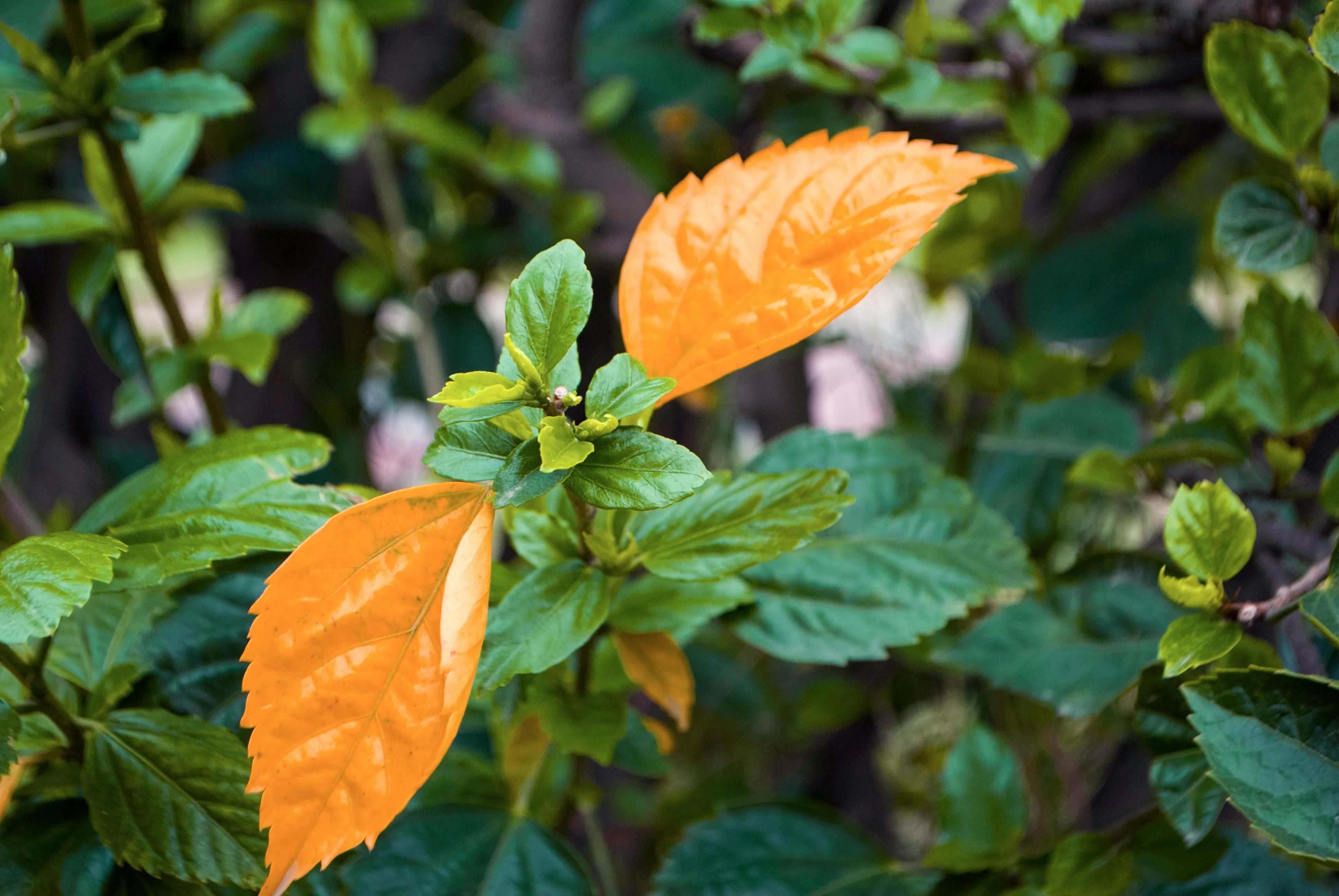 Free stock photo of leafs