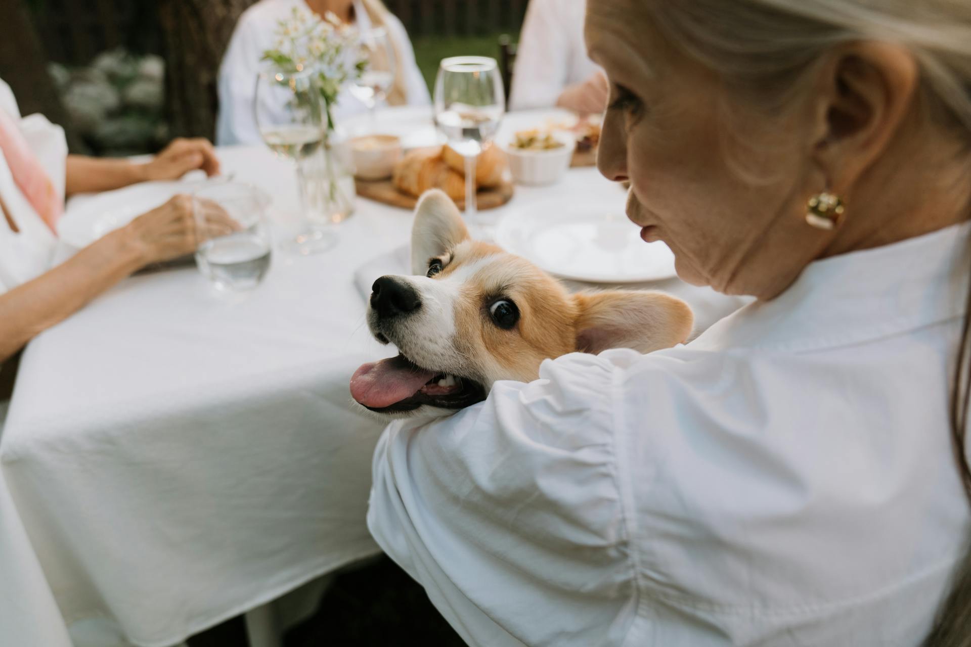 An Elderly Woman Holding a Corgi