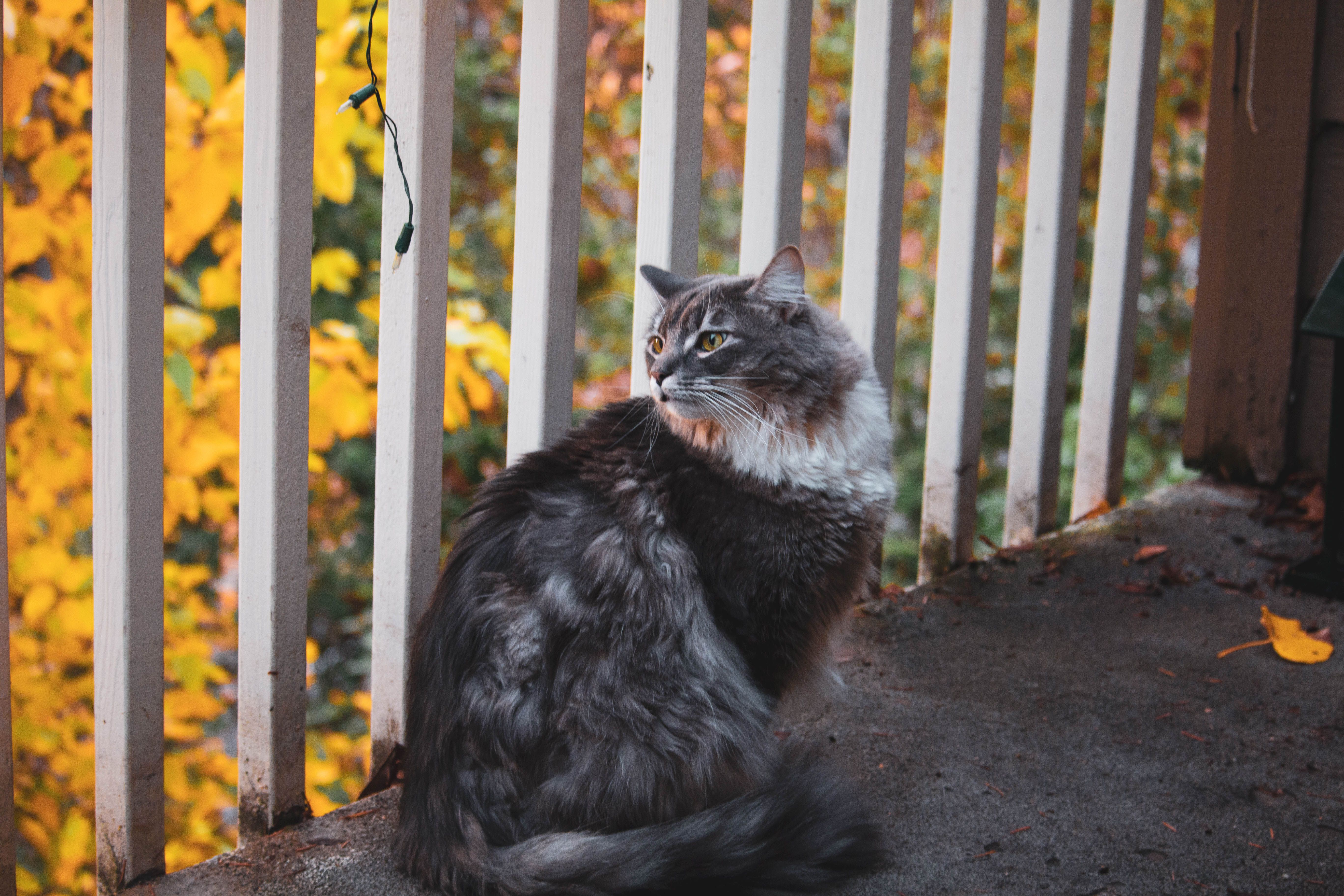 Moderner Stadtbalkon mit dezentem Katzennetz, gespannt zwischen Teleskopstangen und Geländer, in grauen Tönen