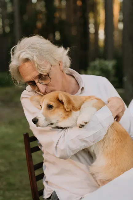pet insurance for older dogs