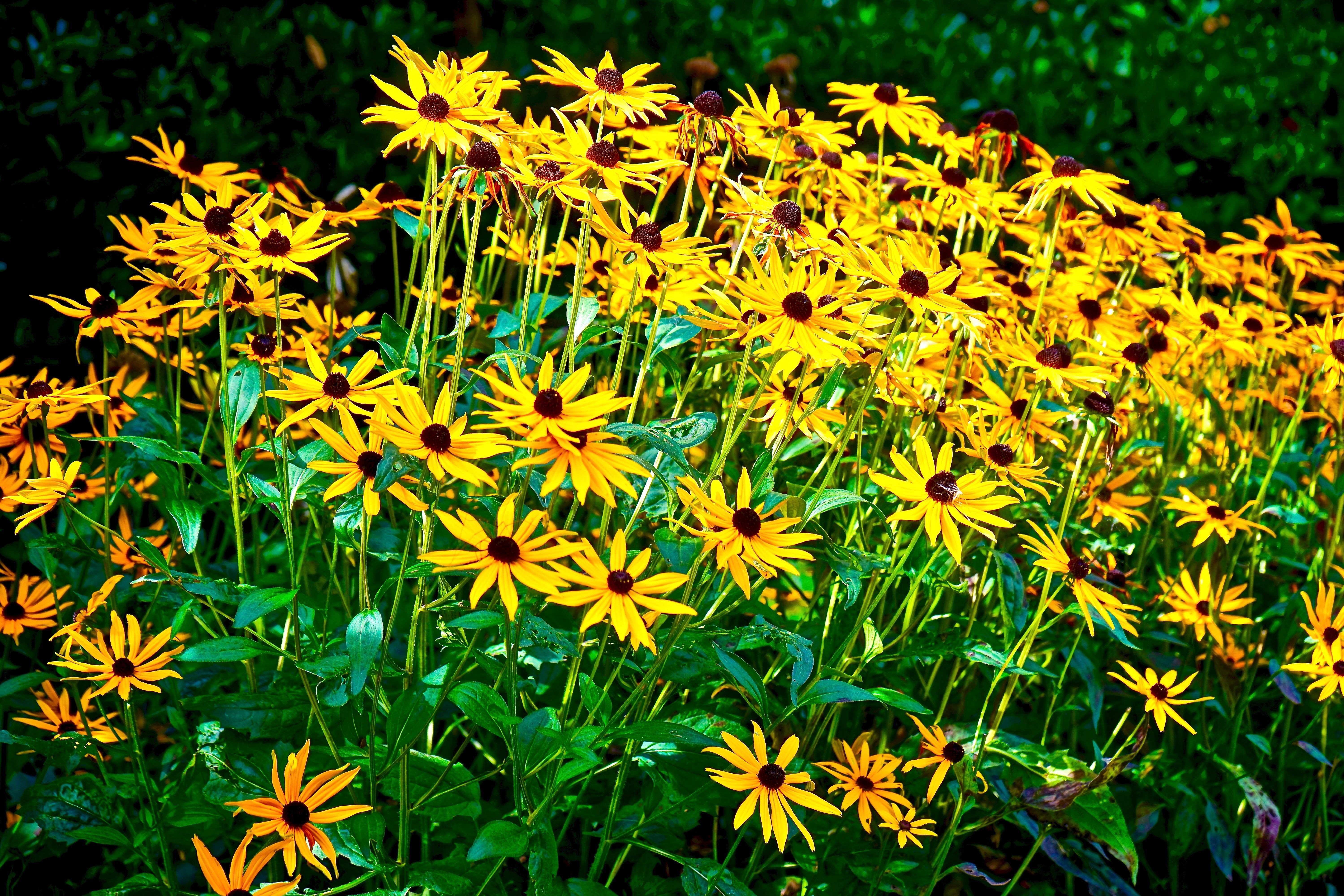 Free stock photo of bloom, blossom, bright