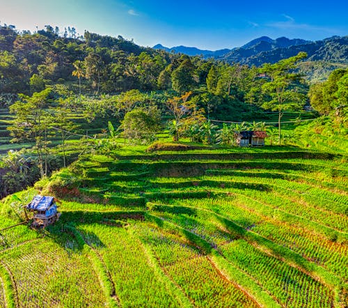 Terraced green rice plantation on hillside in agricultural area against lush tropical rainforest under cloudless sky