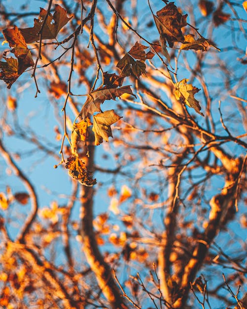 Gratis stockfoto met bladeren, boom, herfst