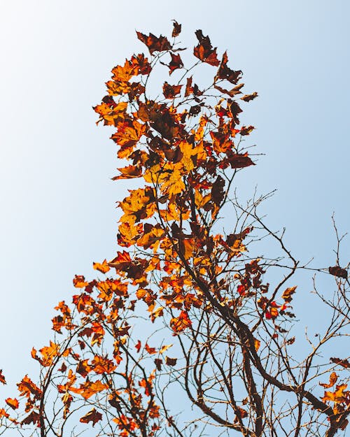 Gratis stockfoto met bladeren, boom, herfst