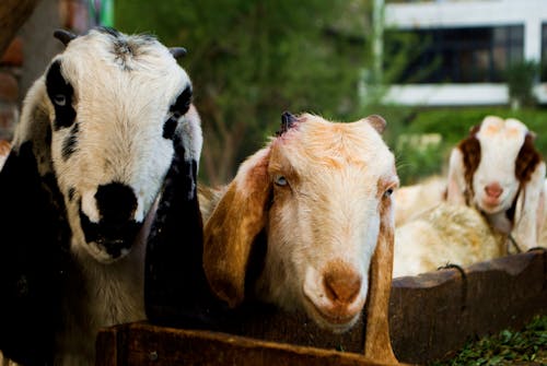 Foto stok gratis binatang peliharaan, fotografi binatang, kambing