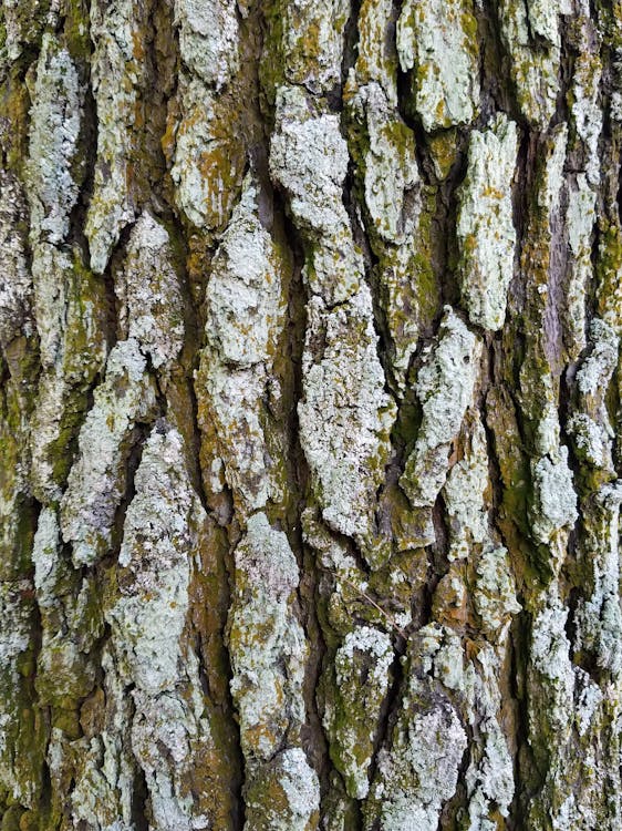 Close Up of a Tree Trunk