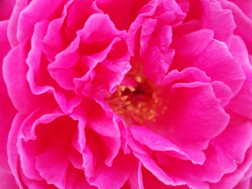 Free stock photo of beautiful flower, pink rose