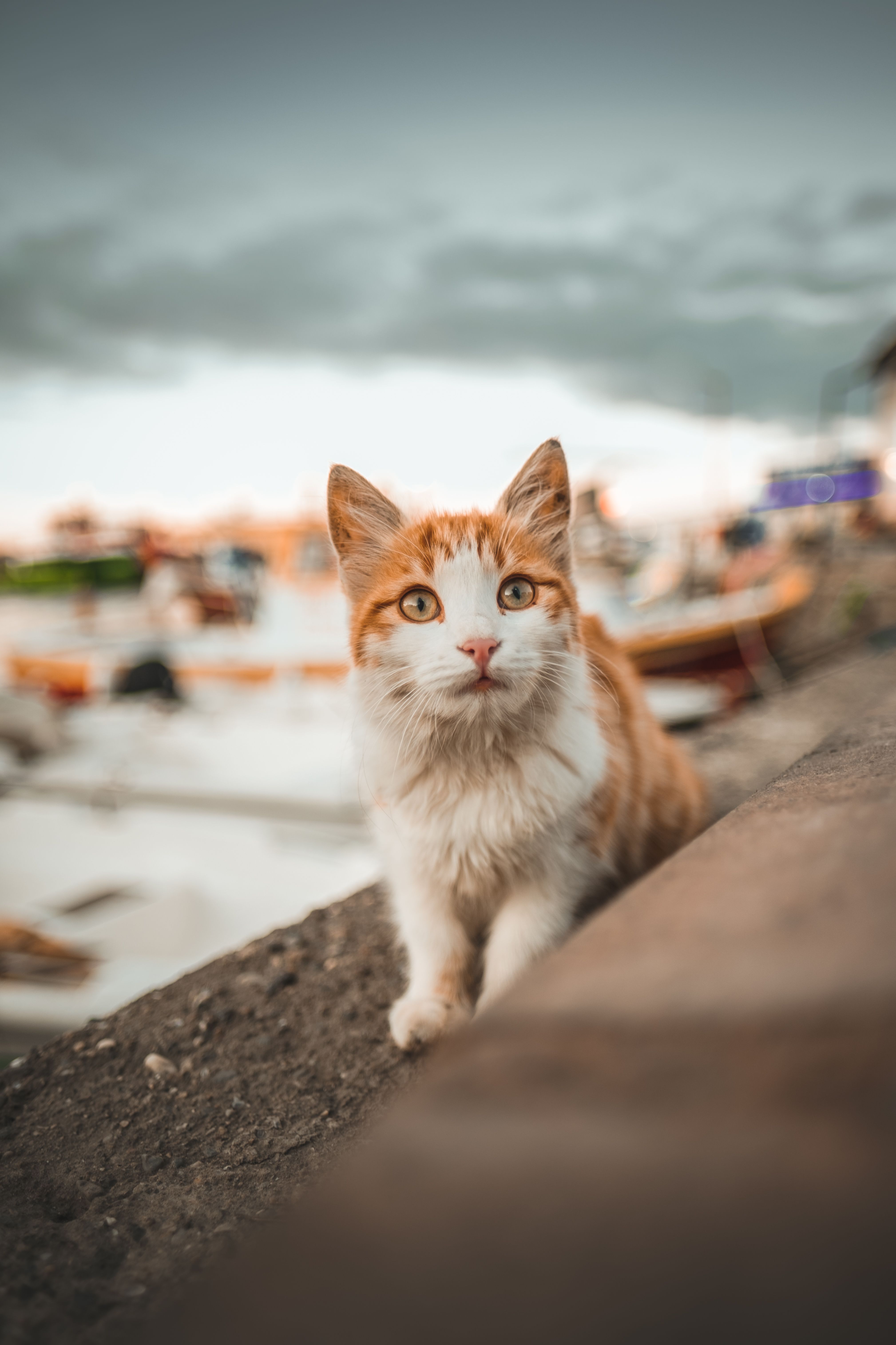 Selective Focus of Cute Orange Tabby Cat · Free Stock Photo