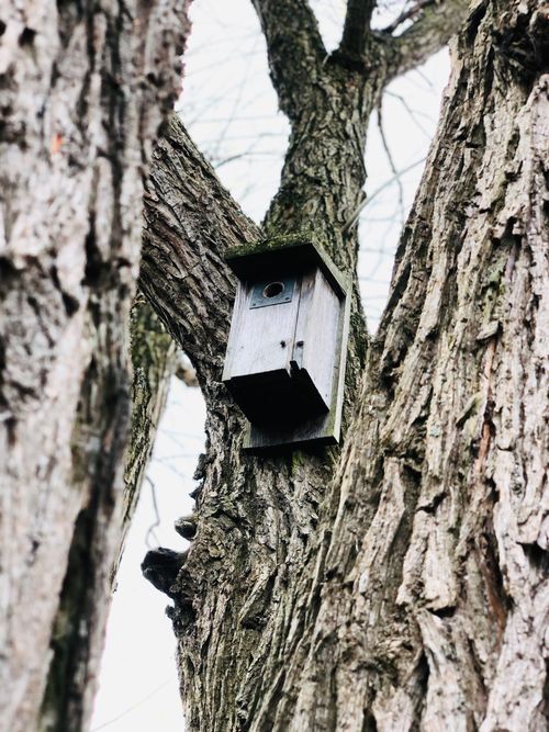 Free A simple wooden birdhouse nestled in the textured bark of a tree. Stock Photo