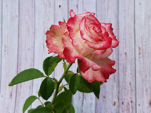 Free stock photo of beautiful rose, flower