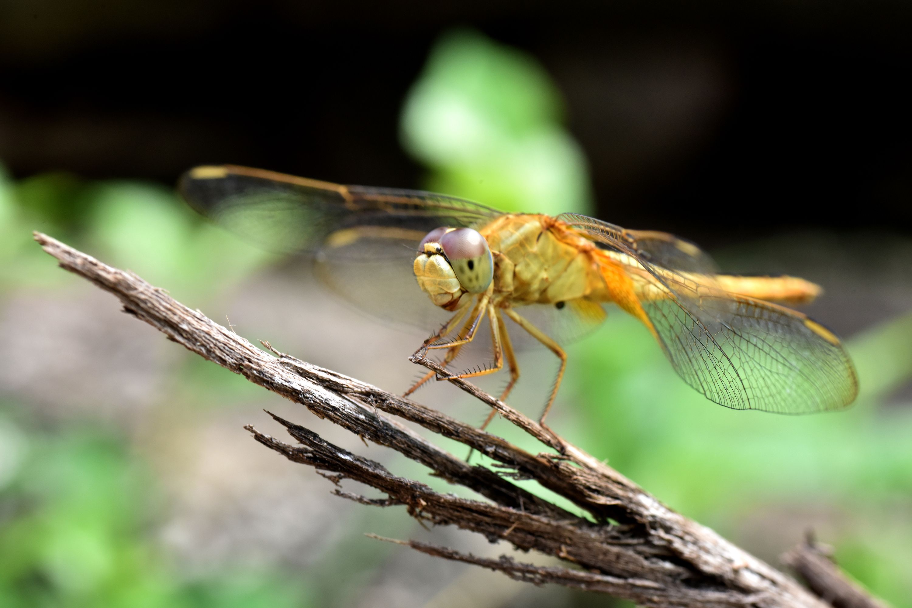 The Ecosystem at Work: A Delicate Balance