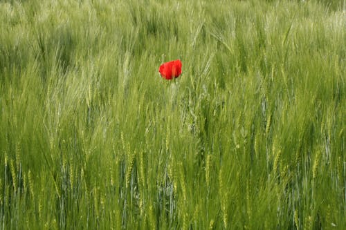 Free Red Poppy Flower in the Middle of a Wheat Field Stock Photo