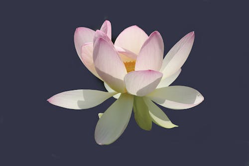 Free stock photo of lotus