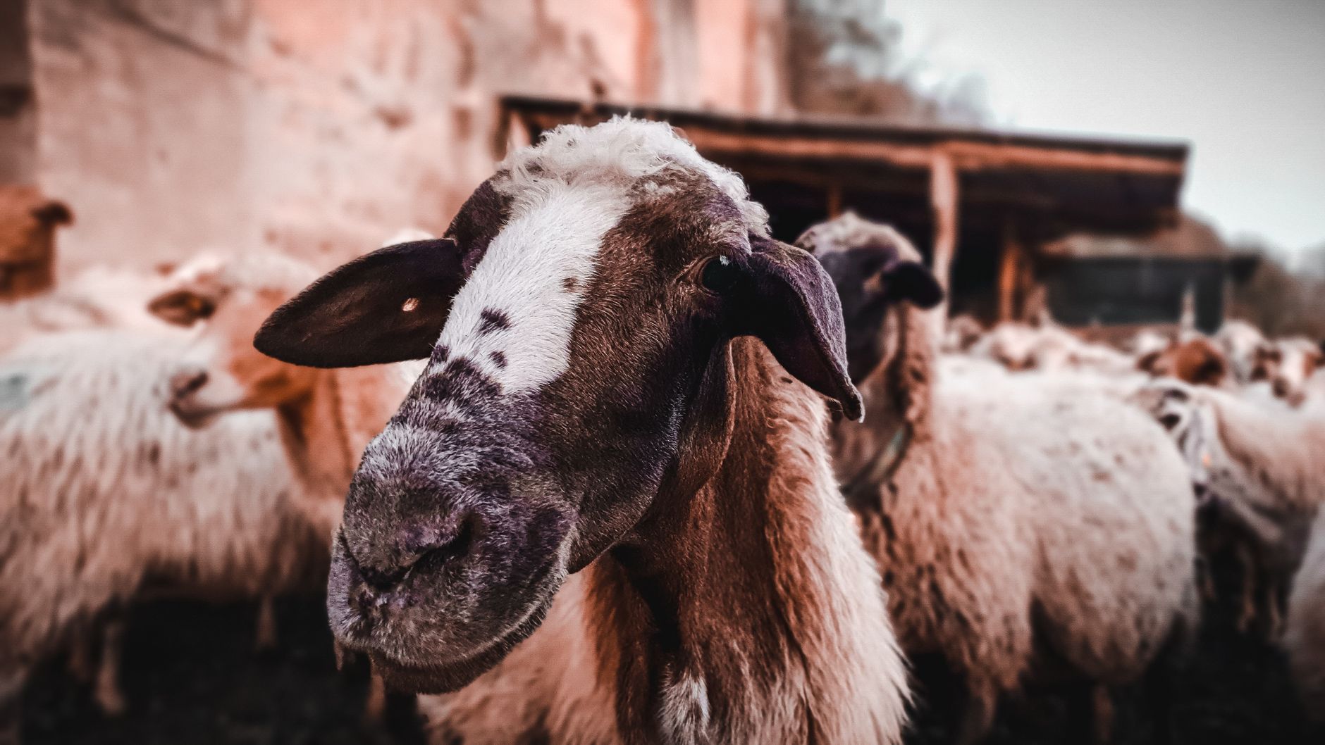 Portrait of a sheep at a veterinary clinic