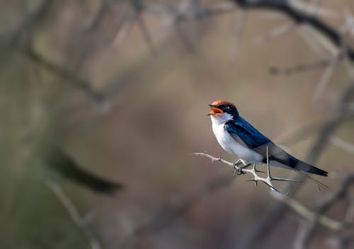 Swallow sitting on twig in nature