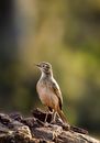 Wild lark with brown plumage standing on rocky surface in wild nature against green plants on blurred background in forest