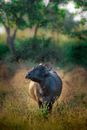 Black buffalo with horns and metal bell on neck walking on grassy pasture with green trees in nature while grazing