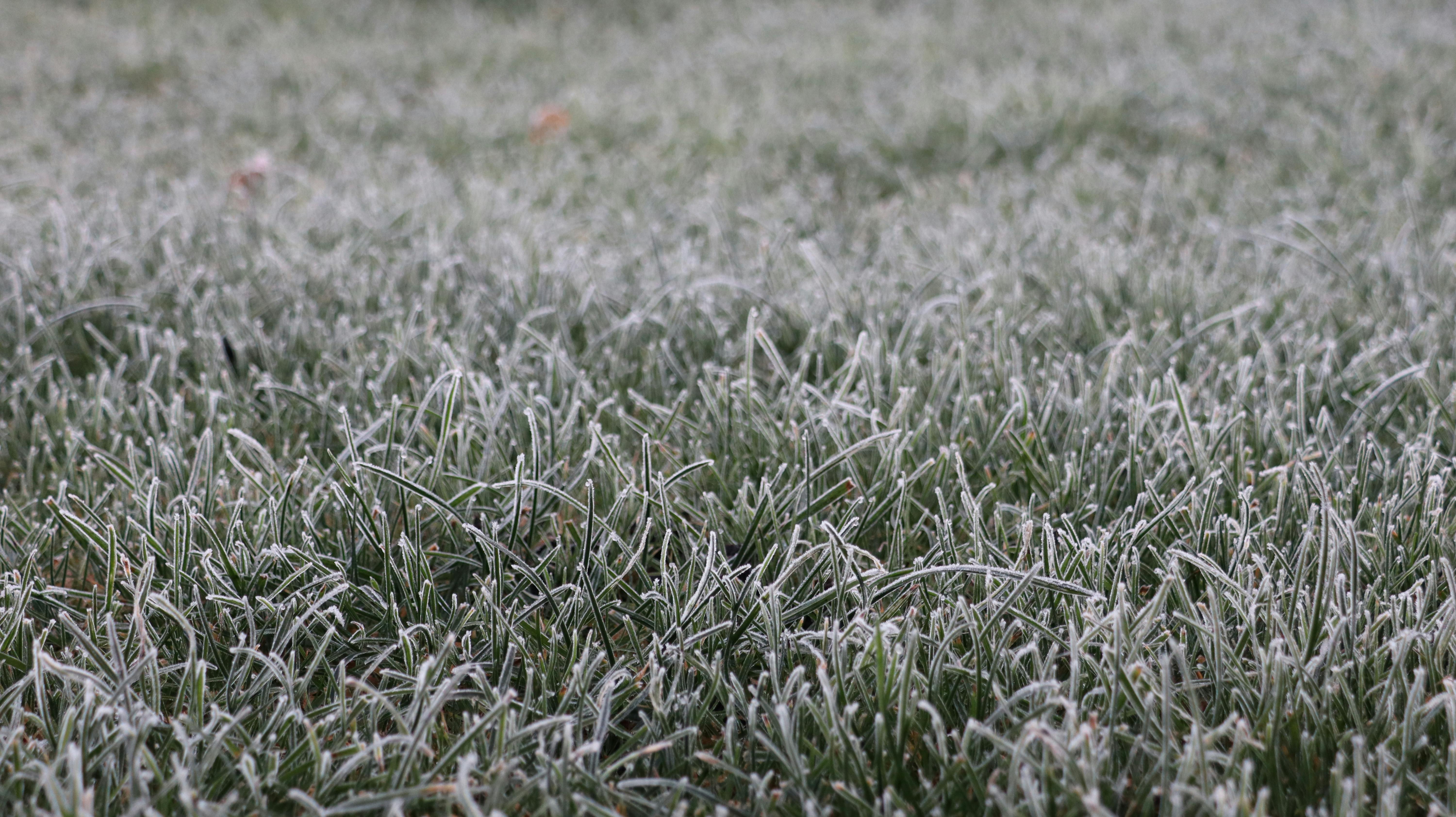 Common Cool-Season Grasses