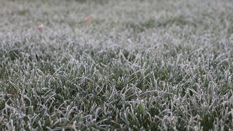 how to prepare your lawn for winter