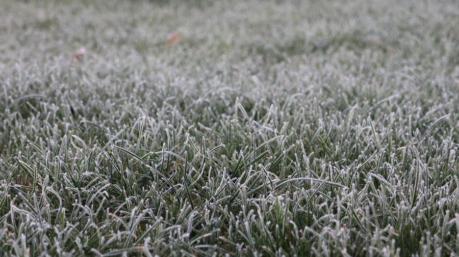 Detailed view of frost-covered grass, capturing the essence of a chilly winter morning.